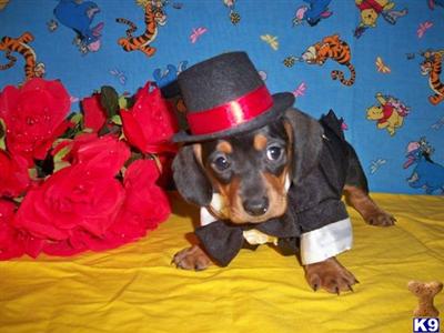 Dachshund Puppies for Sale